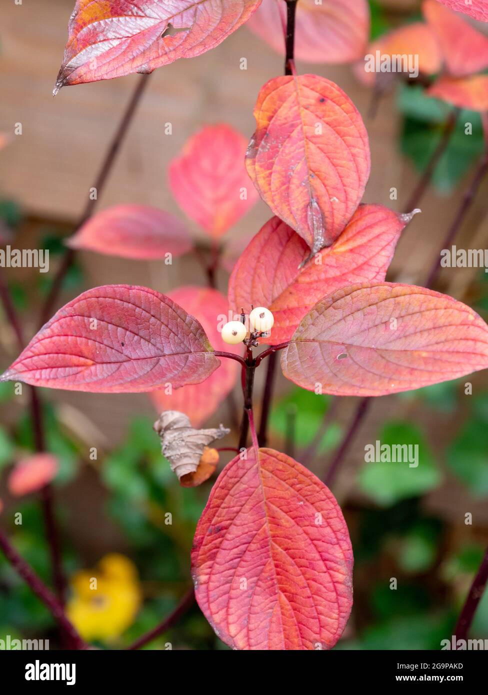 Dogwood, Cornus alba sibirica, con foglie rosse e bacche bianche in giardino in autunno, Paesi Bassi Foto Stock