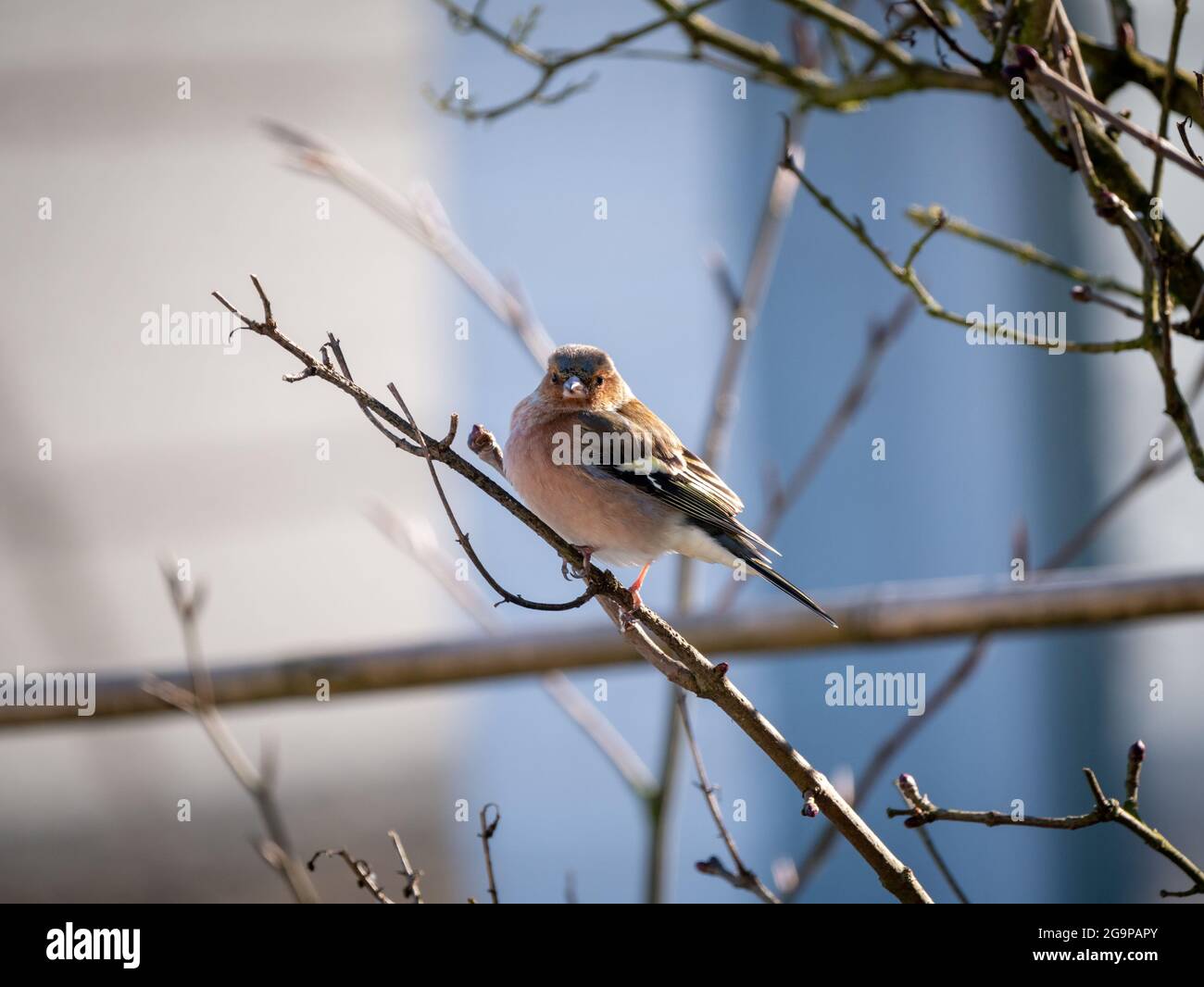 Chaffinch comune, coelebs Fringilla, ritratto di perching maschile in ramo in inverno, Paesi Bassi Foto Stock