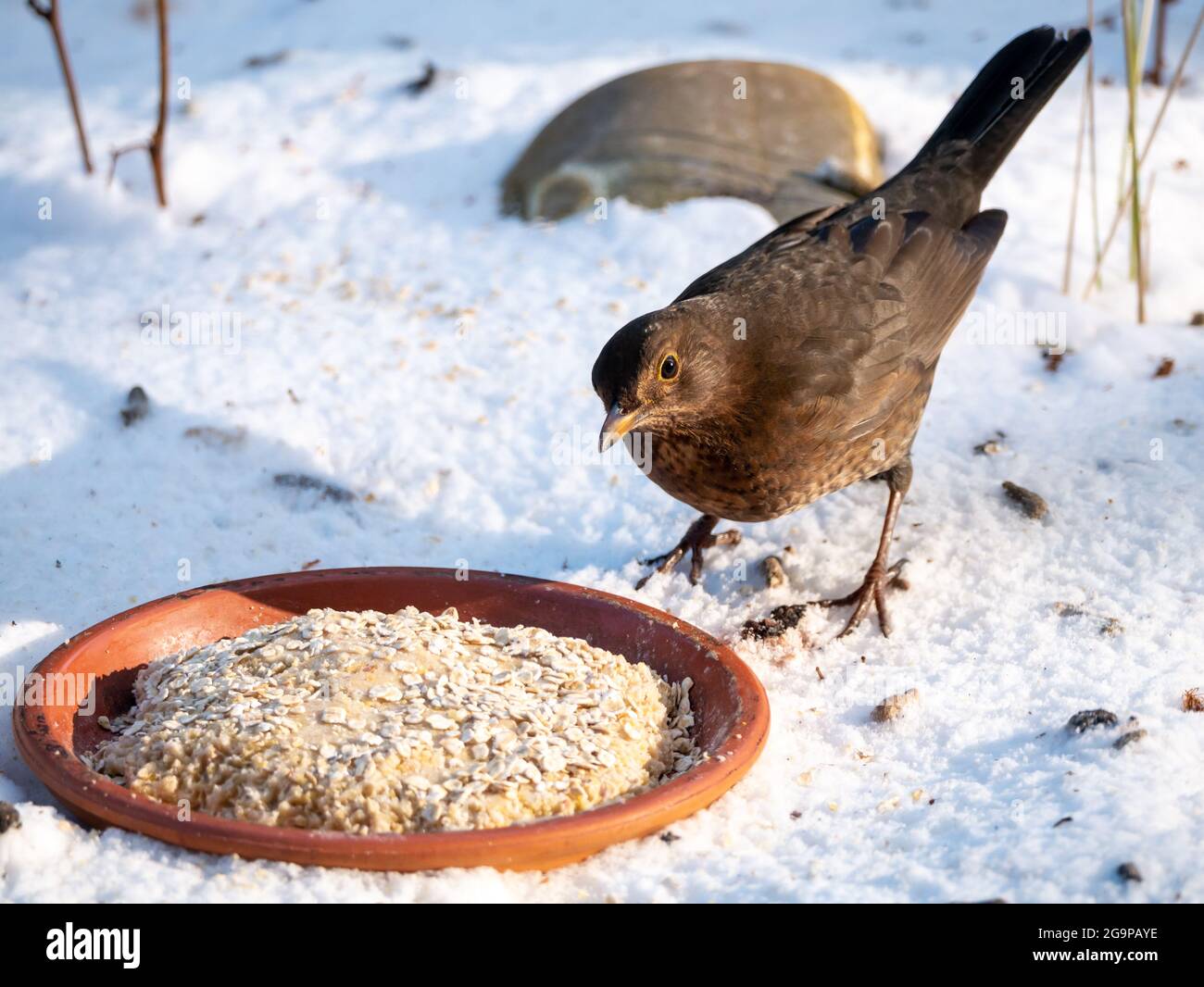 Blackbird, Turdus merula, femmina che alimenta burro di arachidi per uccelli e semi nella neve in inverno, Paesi Bassi Foto Stock