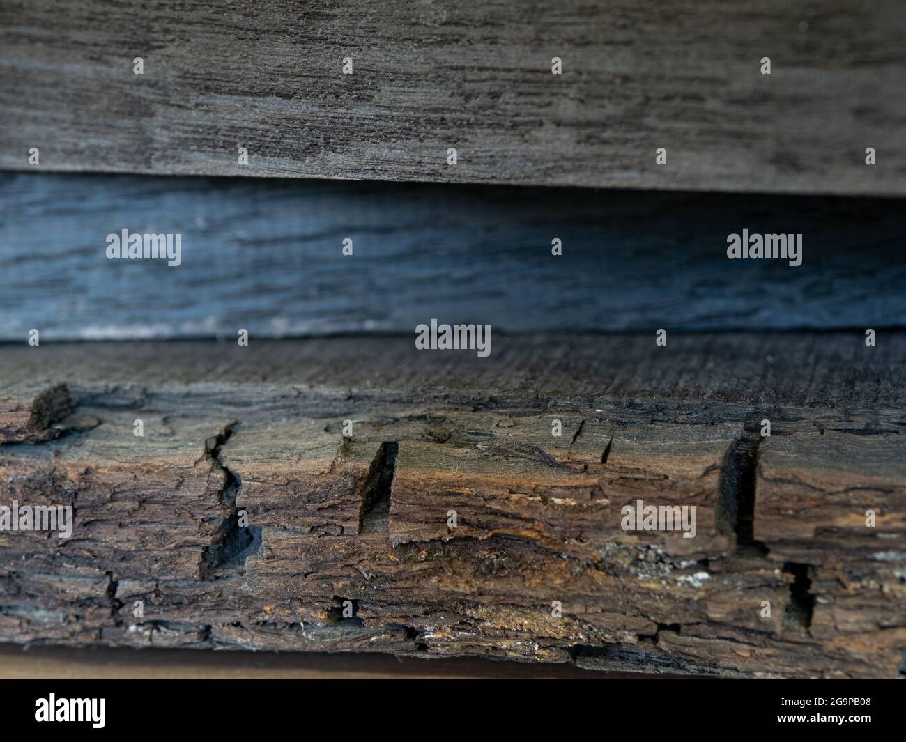 Quercia nera 5000 anni dal bacino di Fenland Foto Stock