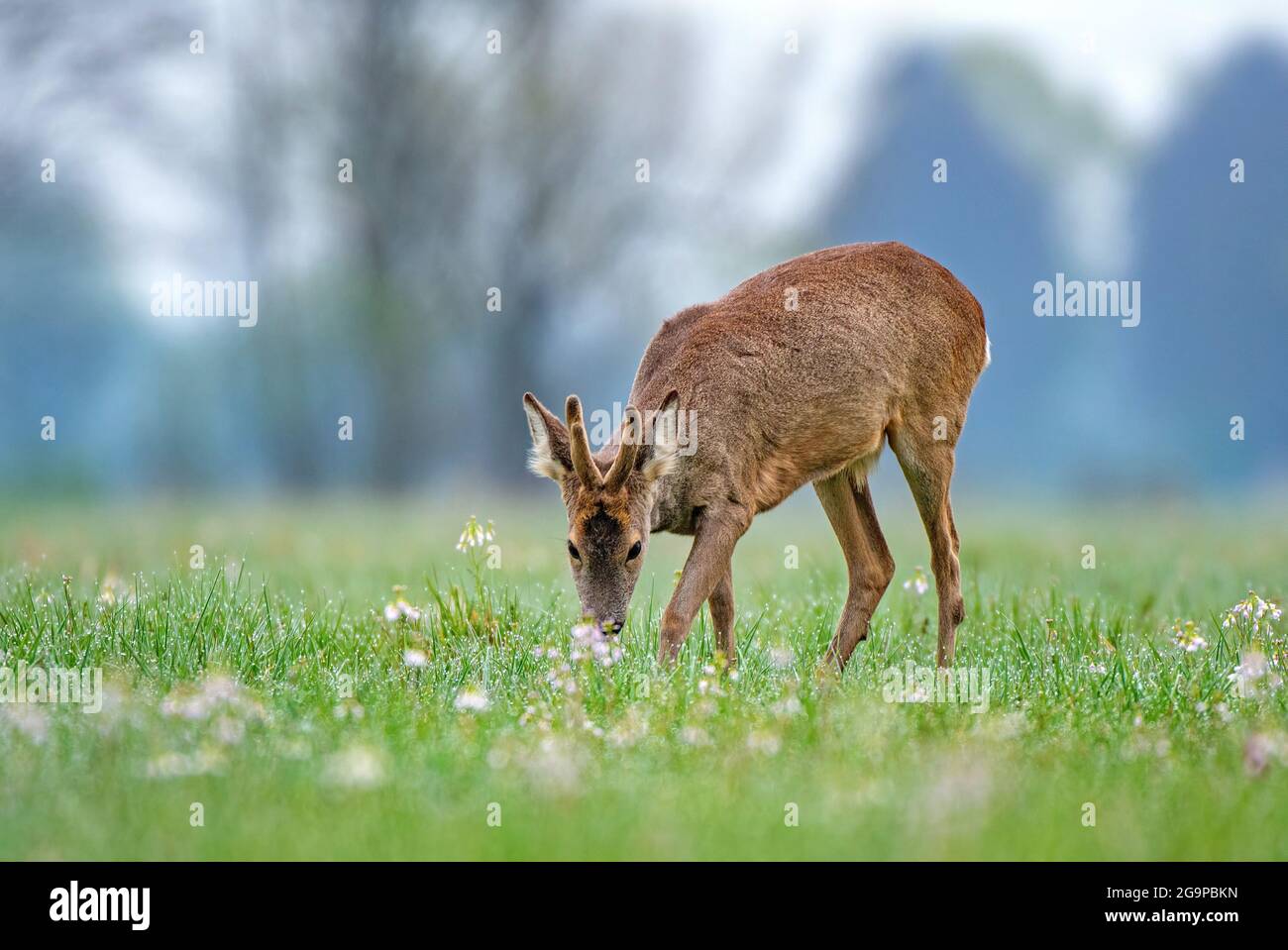 Selvatica caprioli pascolare in un campo Foto Stock