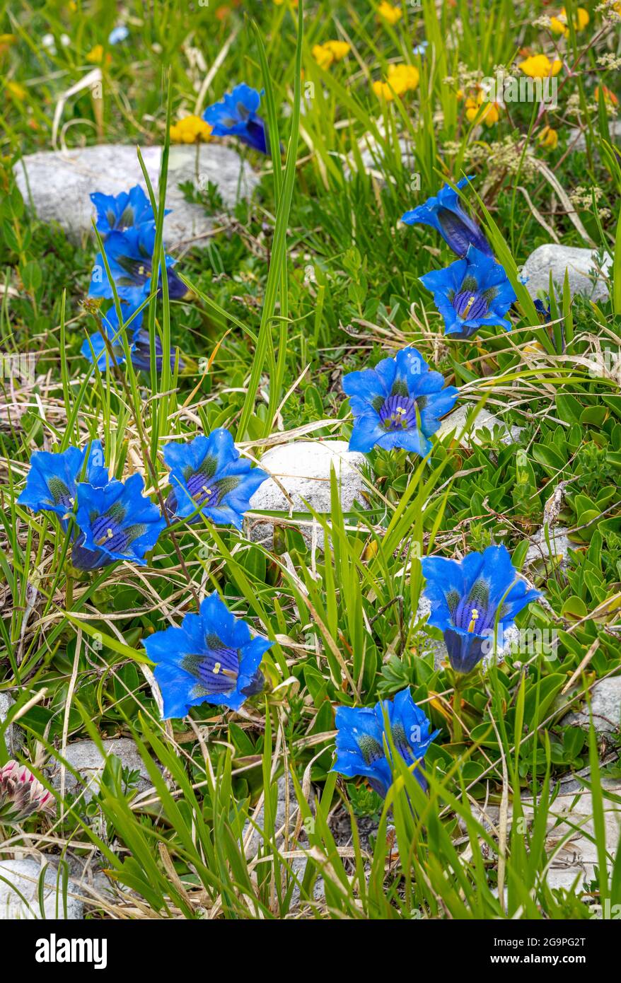 Gentianella o Koch Gentian, o Gentiana Acaulis L., è una pianta della famiglia Gentianaceae, appartenente alla famiglia Gentianaceae. Abruzzo, Italia, Europa Foto Stock