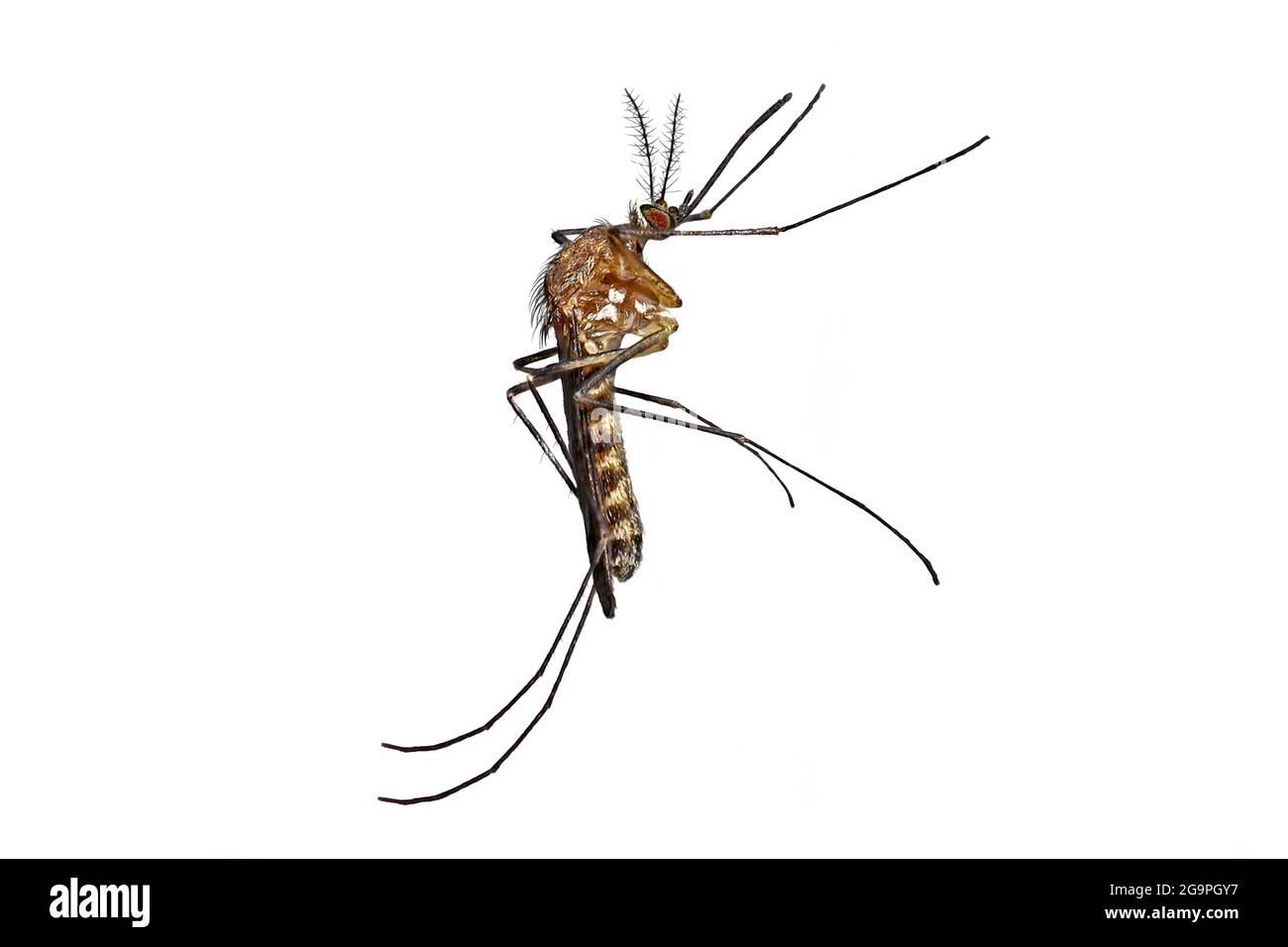 Zanzara comune, pipioni colex, vista laterale verticale isolata su sfondo bianco, macro shot di alto dettaglio Foto Stock