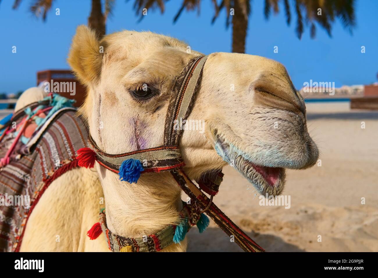 Ritratto di maturo bianco purebred amichevole arabo o somalo cammello dromedario, indossando gabbie decorative festive. Emirati Arabi Uniti Foto Stock