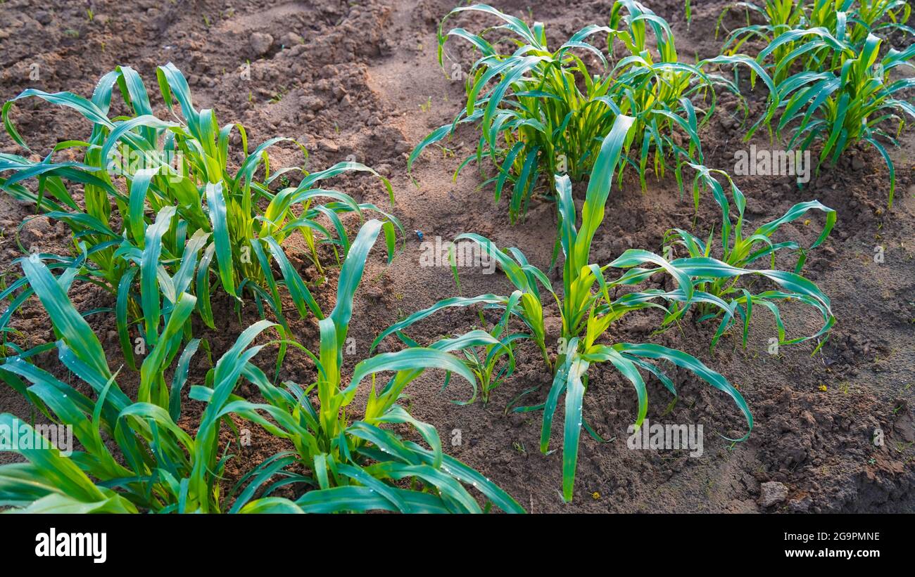 Gocce d'acqua piovana pura su fogliame. Germogli di miglio o Micrgreens , germogli verdi con gocce di rugiada sui gambi. Messa a fuoco selettiva con spazio di copia per il testo. Foto Stock Gocce d'acqua piovana pura su fogliame. Germogli di miglio o Micrgreens , germogli verdi con gocce di rugiada sui gambi. Messa a fuoco selettiva con spazio di copia per il testo. Foto Stock