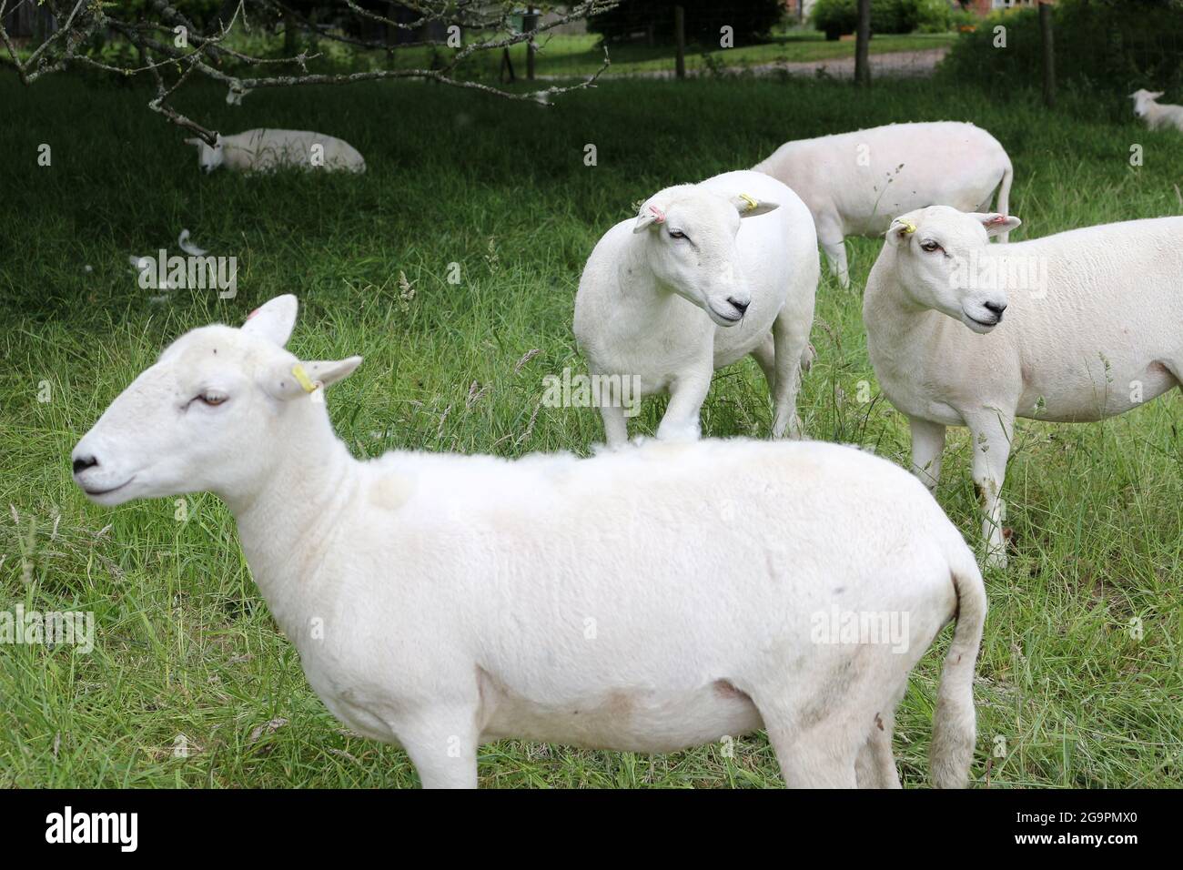Primo piano su pecora bianca corta in un campo Foto Stock