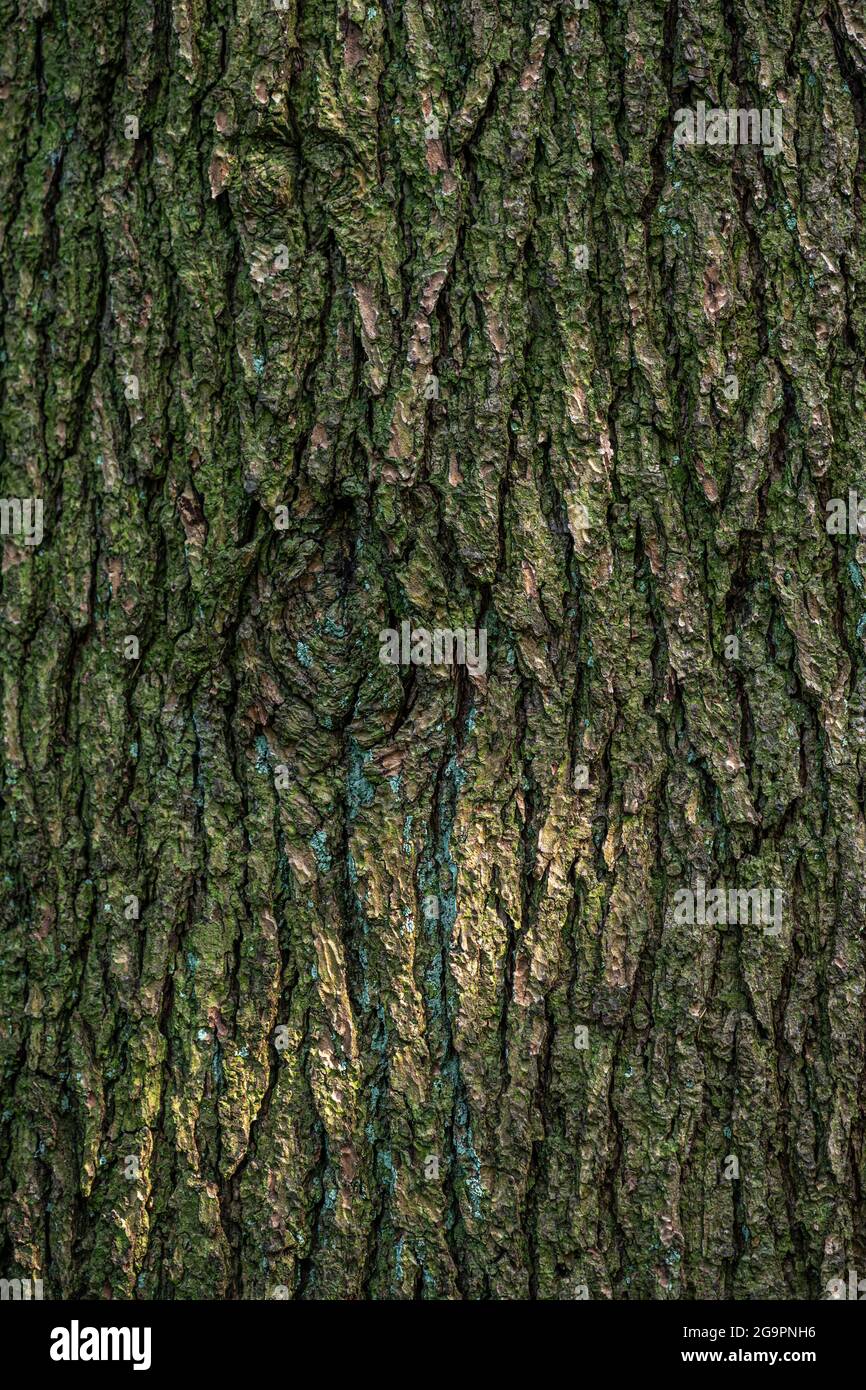 Corteccia del cedro dell'Atlante (Cedrus atlantica) Foto Stock