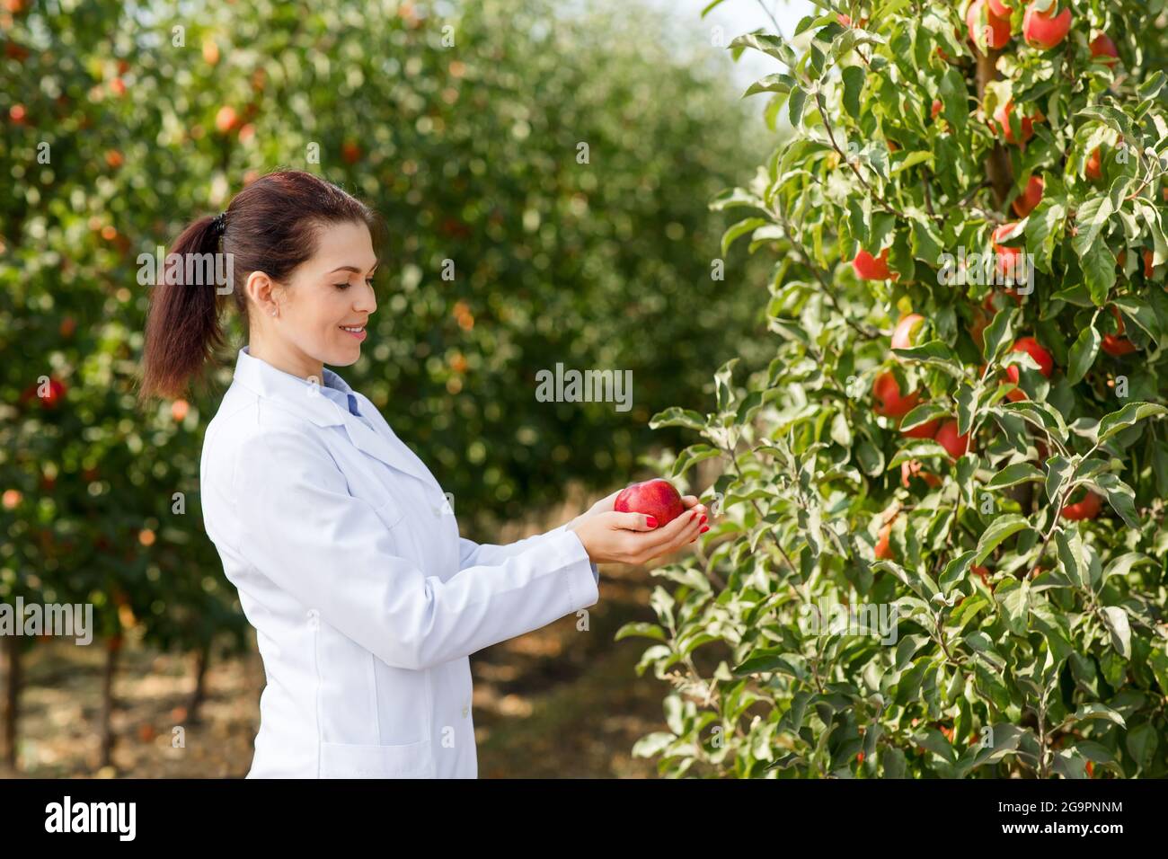 Vendemmia di successo, controllo di frutti ecologici per la produzione industriale di succhi, agroalimentare di successo Foto Stock