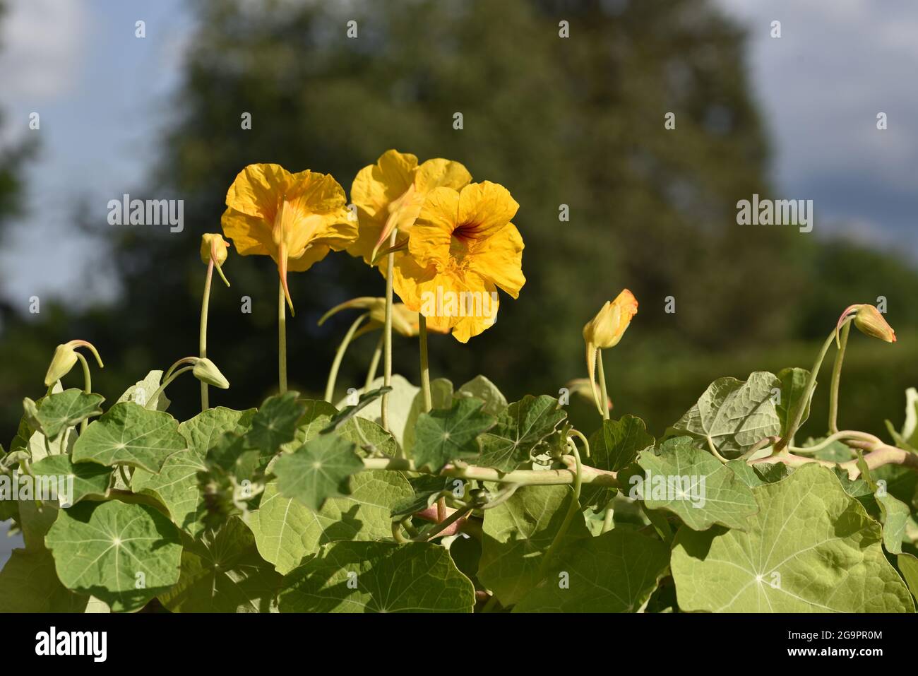 Pianta di nasturzio con fiori verticali gialli (Tropaeolum majus) in trogolo con foglie discali al sole nel mese di luglio Foto Stock