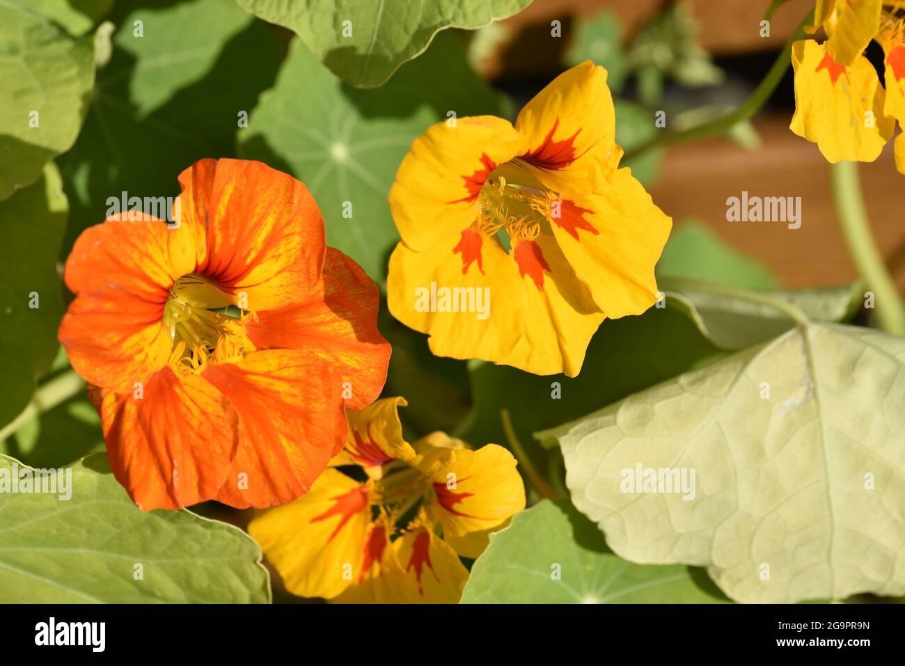 Primo piano di Nasturzio giallo e arancione (Tropaeolum majus) Fiori in un giorno di sole in Galles nel mese di luglio Foto Stock