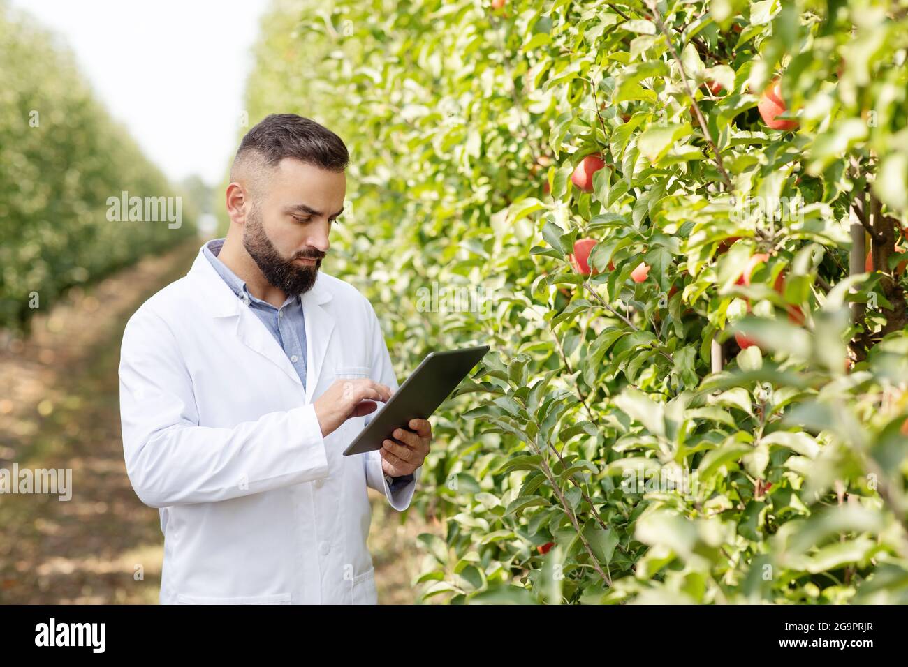 Raccolta stagionale, attività all'aperto e controllo della frutta in giardino ecologico Foto Stock