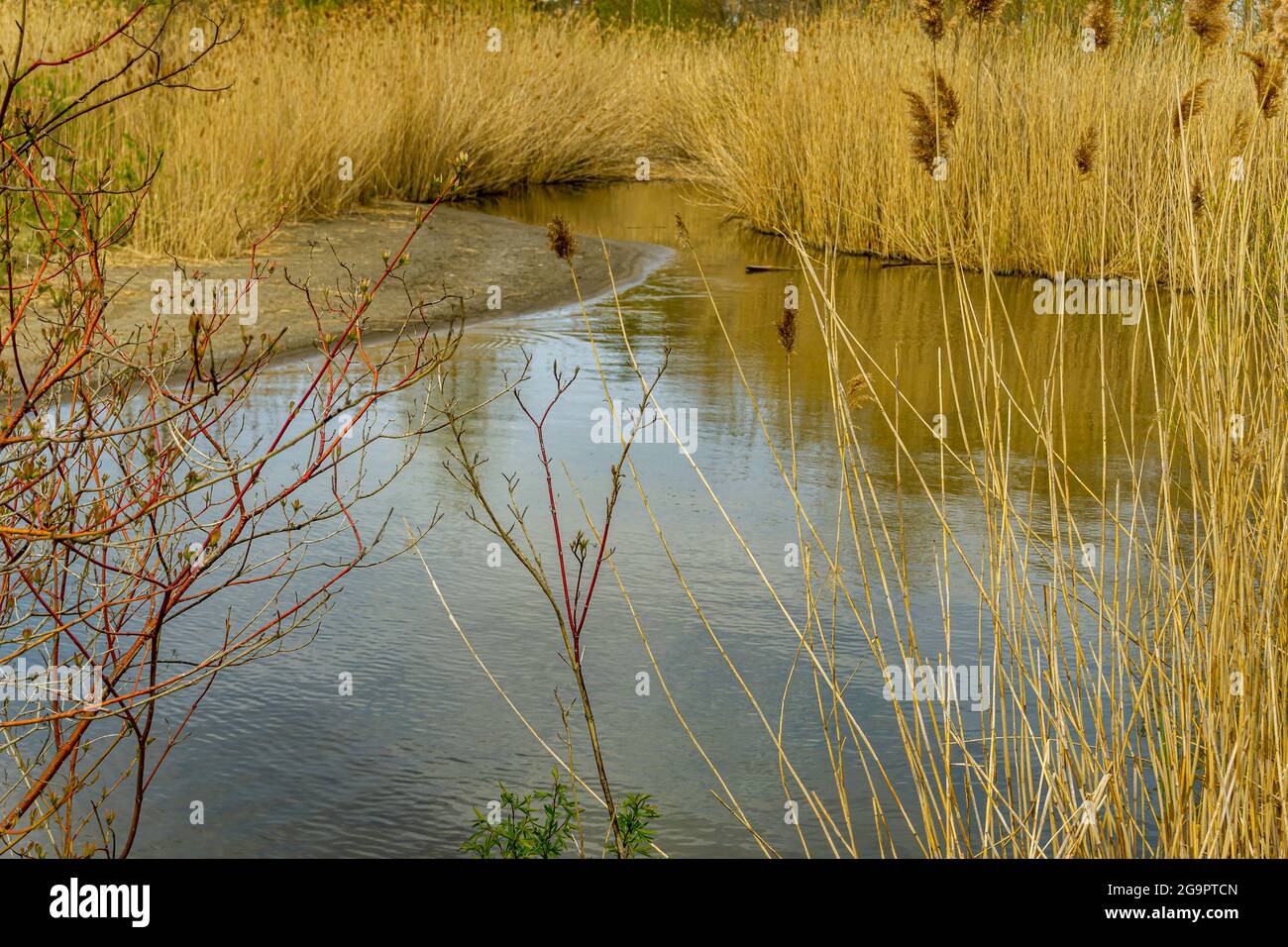 Creek circondato da terreni paludosi con piante di canna. Zona umida e ruscello. Foto Stock