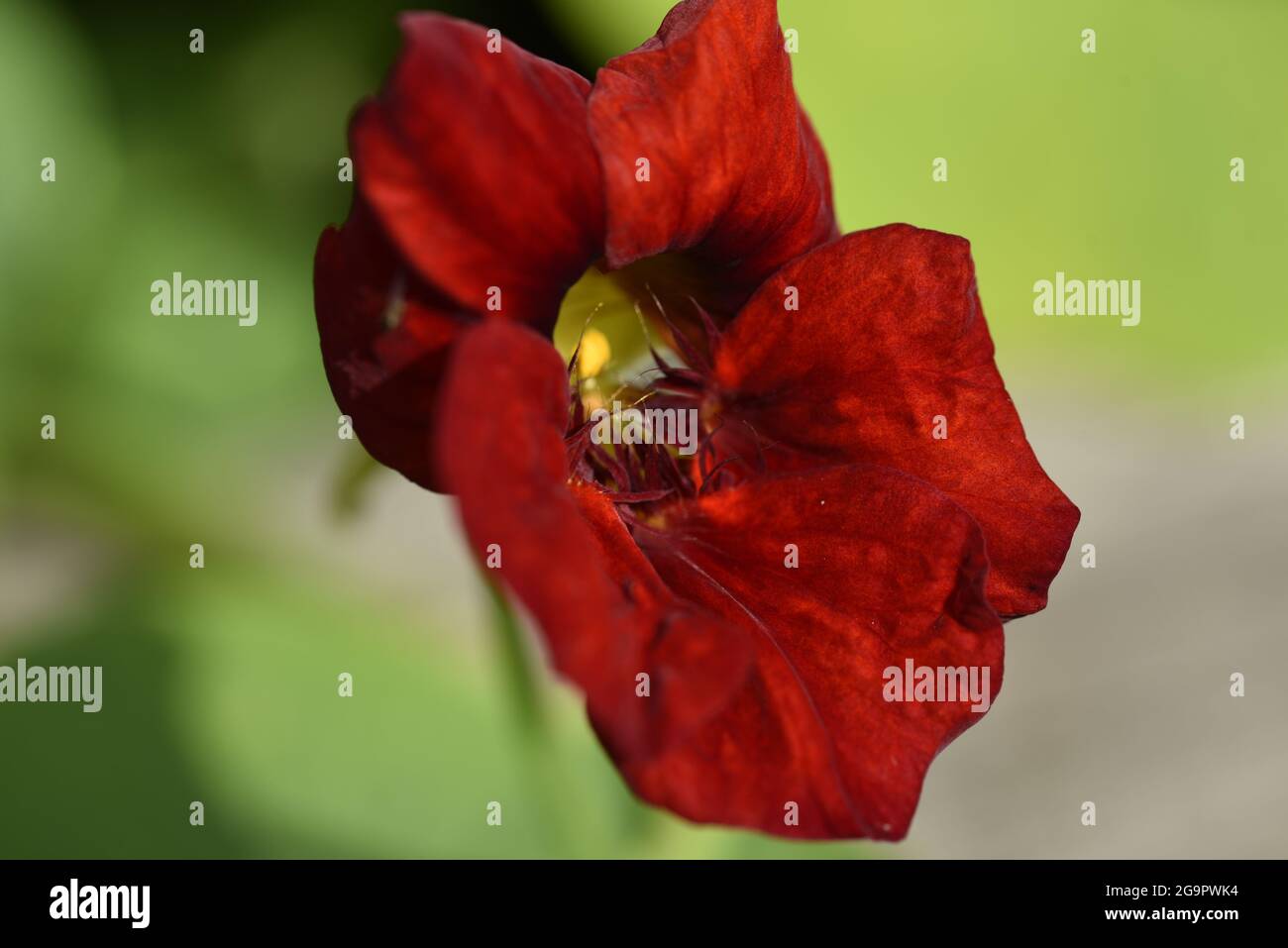 Primo piano di Nasturzio Rosso di Crimson (Tropaeolum majus) testa di fiore nel profilo destro contro un verde verde offuscato sfondo in estate nel Regno Unito Foto Stock
