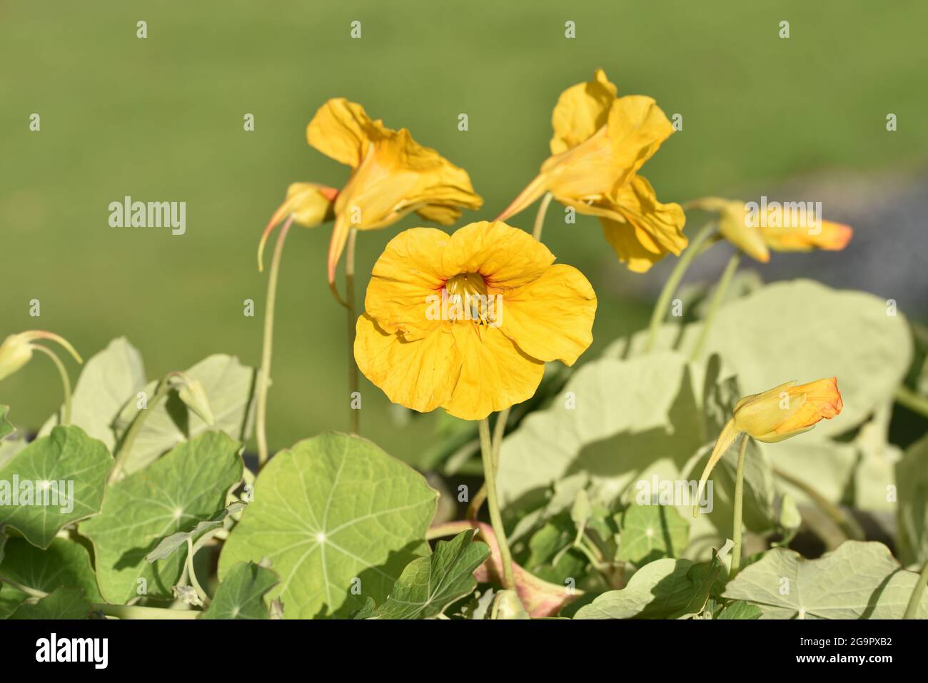 Sunlit primo piano di Nasturzio trainato (Tropaeolum majus) pianta con fiori gialli nel mese di luglio nel Regno Unito Foto Stock