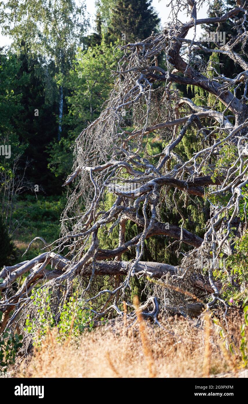 Vecchio albero asciutto nel legno Foto Stock