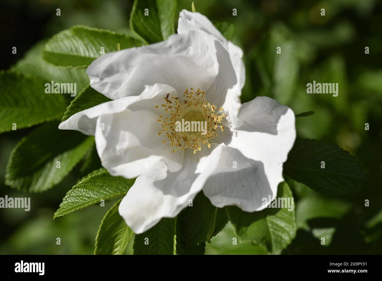Primo piano di White Dog-Rose (Rosa canina) Fiore di fronte fotocamera nel tardo pomeriggio Sole a metà Galles in estate Foto Stock