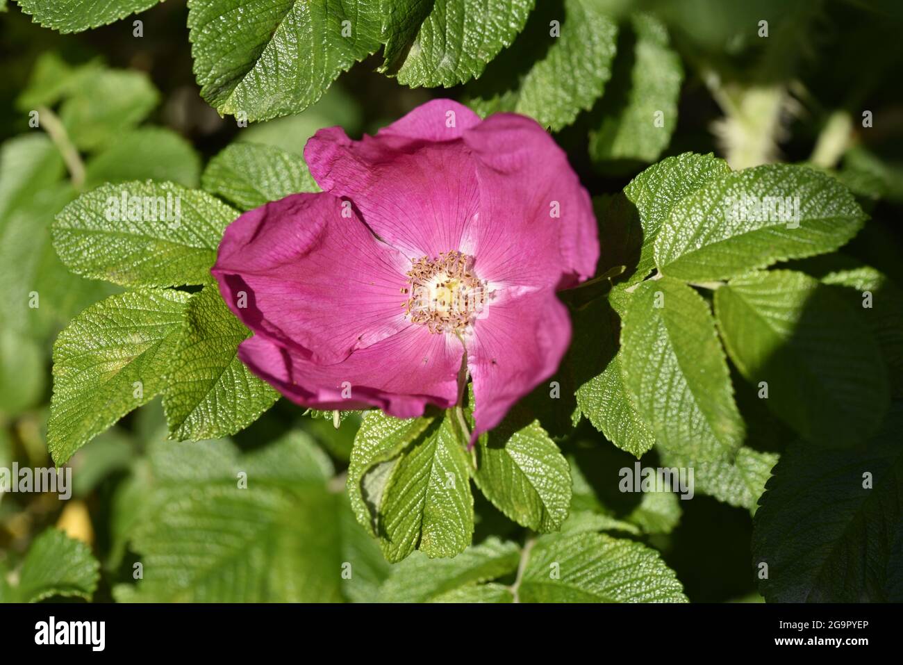 Cerise Pink Dog-Rose (Rosa canina) Flower Head Close-Up in Late Afternoon Sun in July in Mid-Wales, UK Foto Stock