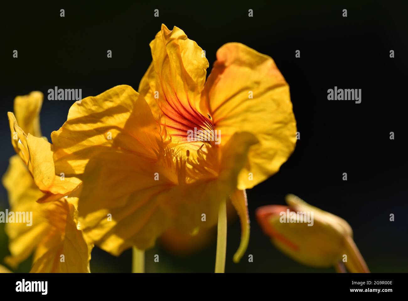 Primo piano di Nasturzio giallo (Tropaeolum majus) Fiori illuminati dal sole da dietro contro uno sfondo naturale di pianura scura in estate nel Regno Unito Foto Stock
