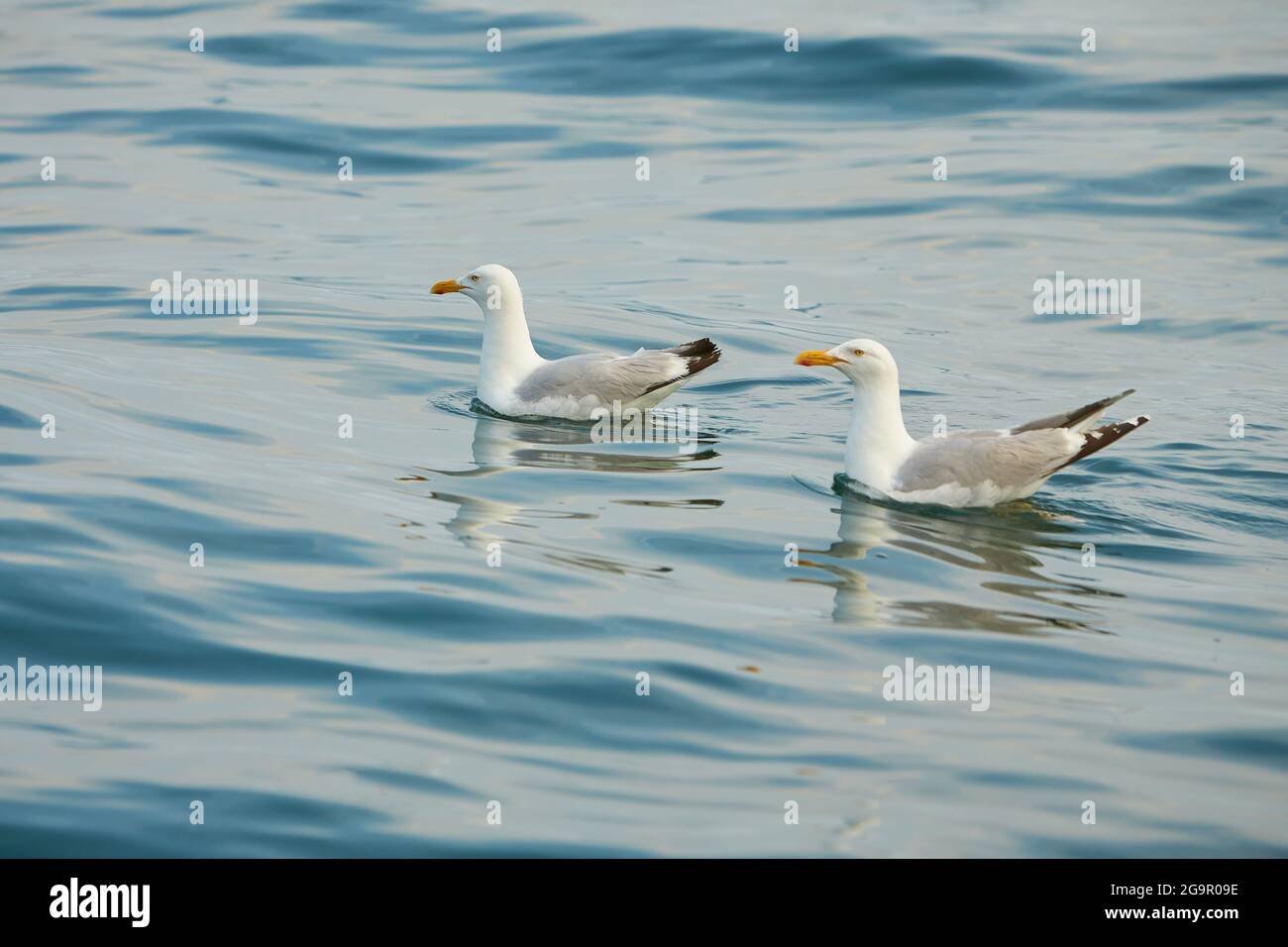 Un paio di gabbiani che nuotano sull'acqua nel mare irlandese. Foto Stock