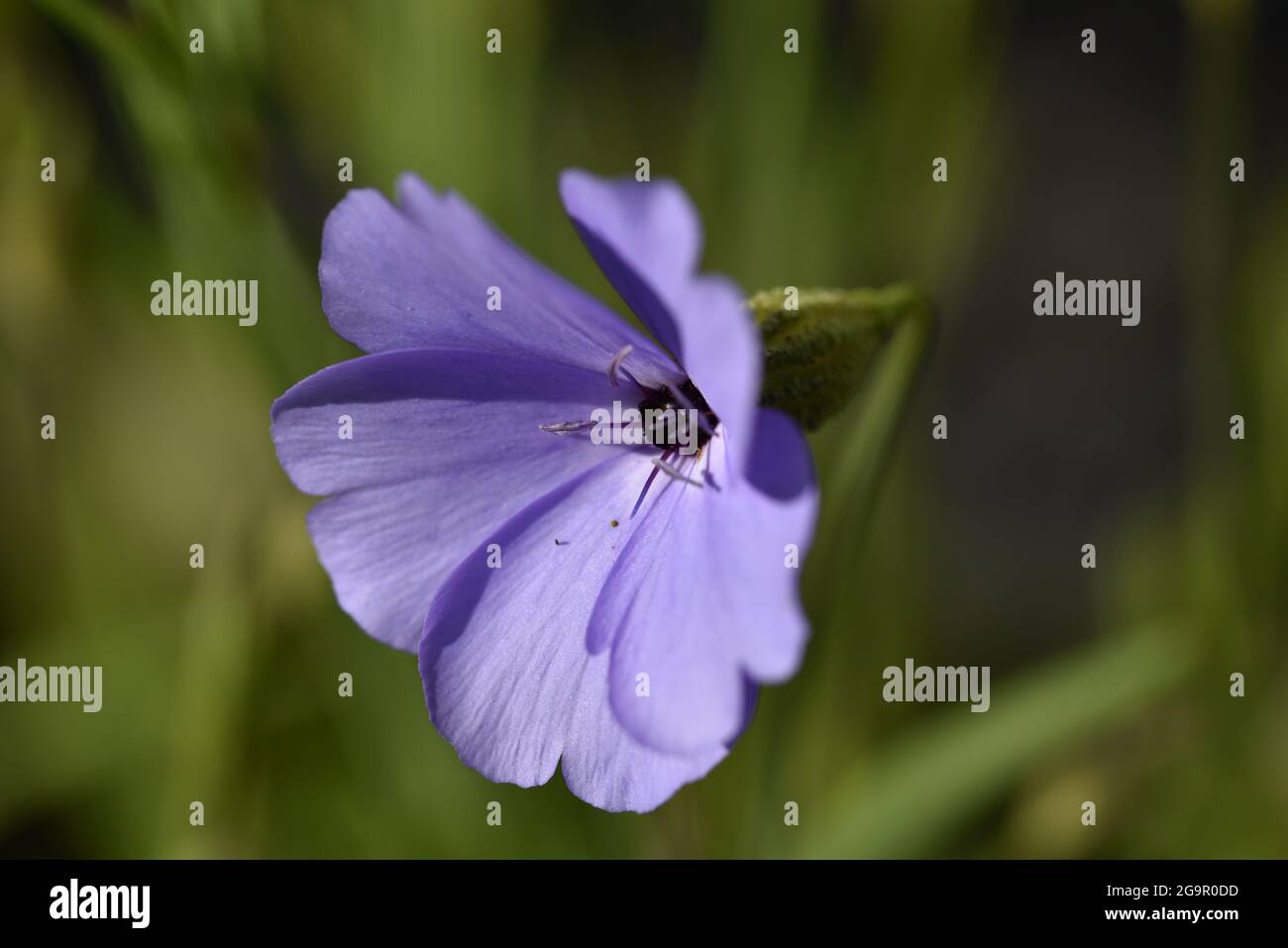 Sunlit primo piano di Blue Angel (Silene coeli-rosa) testa di fiore nel profilo di sinistra contro uno sfondo verde in estate in Galles Foto Stock