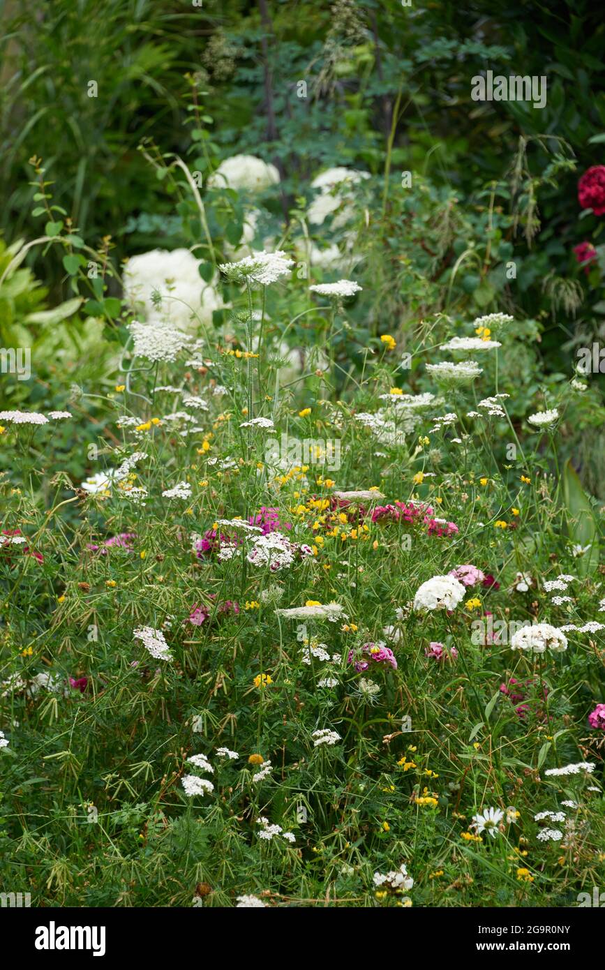 Wildflower Garden - sezione trasversale di fiori selvatici in un giardino impostazione varie colorazioni Foto Stock