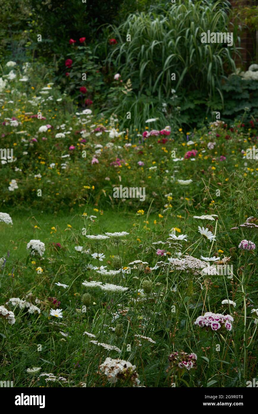 Wildflower Garden - sezione trasversale di fiori selvatici in un giardino impostazione varie colorazioni Foto Stock