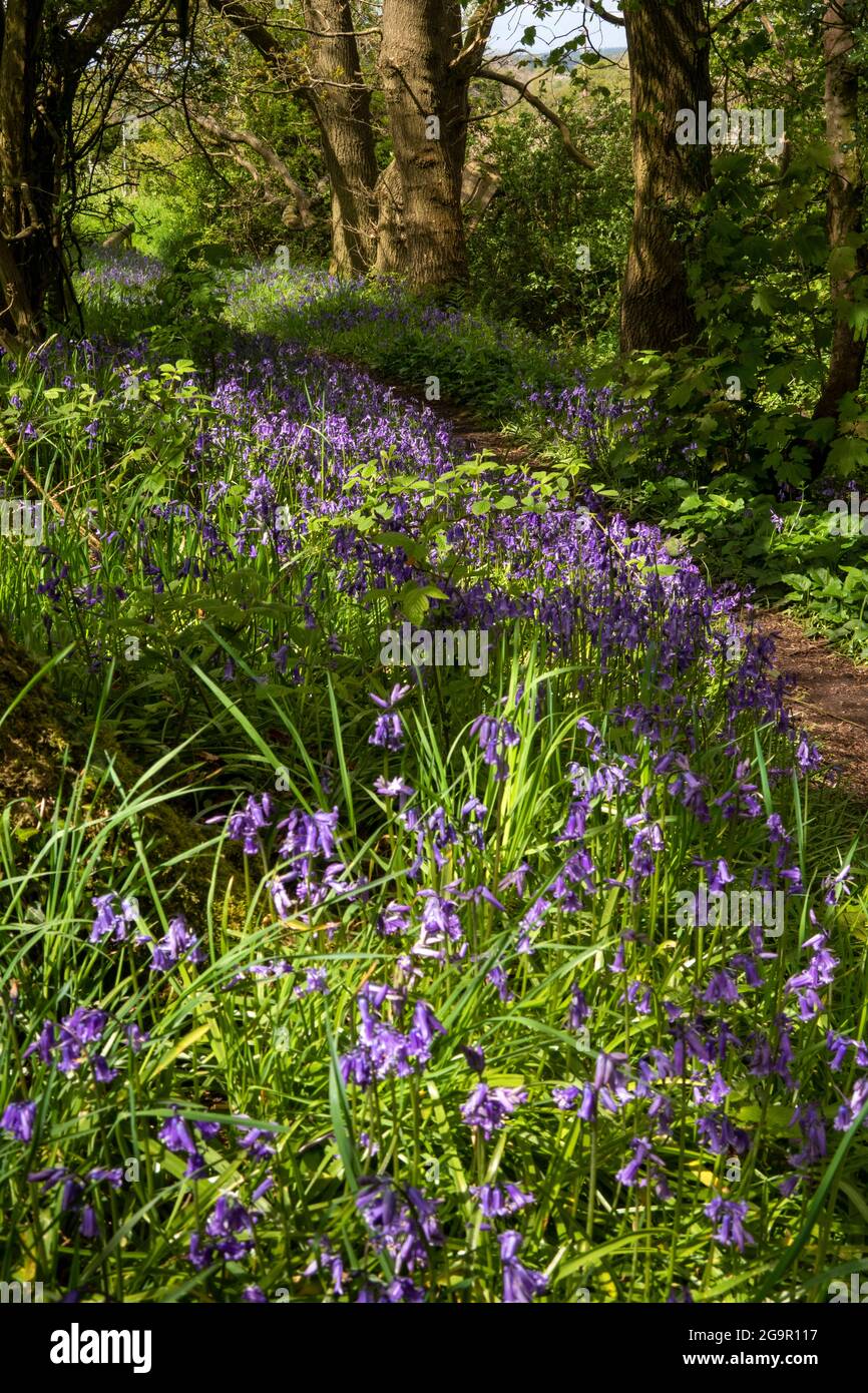 Regno Unito, Inghilterra, Cheshire, Congleton, Puddle Bank Lane, boschi pieni di bluebell Foto Stock