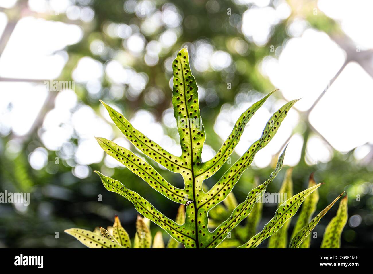 Spore dettagliate di una Fern Foto Stock