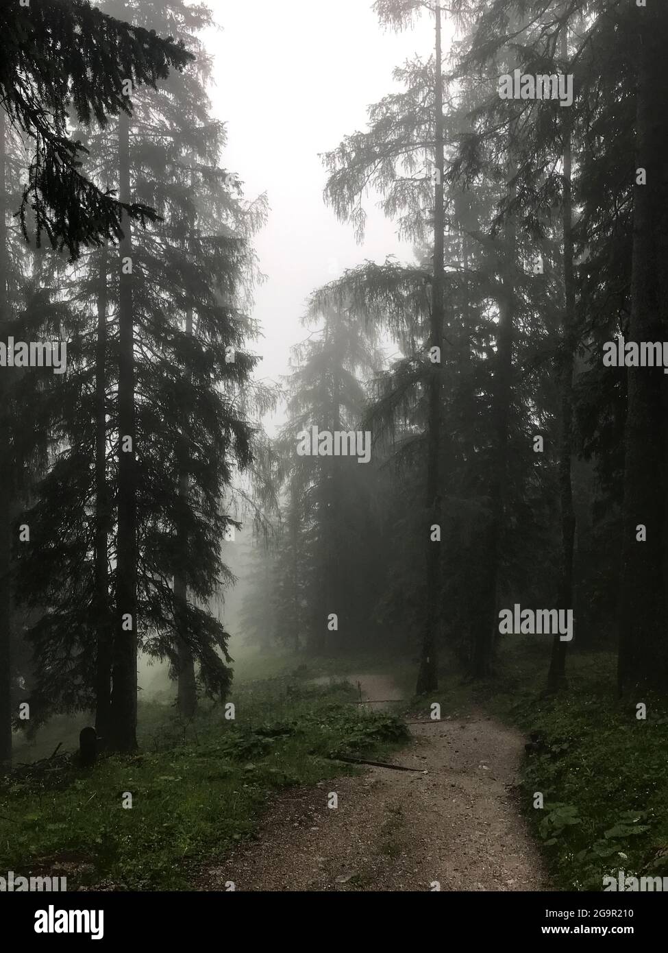 Alberi di foresta di nebbia e di nebbia Foto Stock