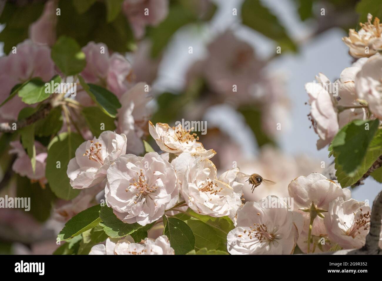 Primo piano di primavera mela fiore nella luce del sole Foto Stock