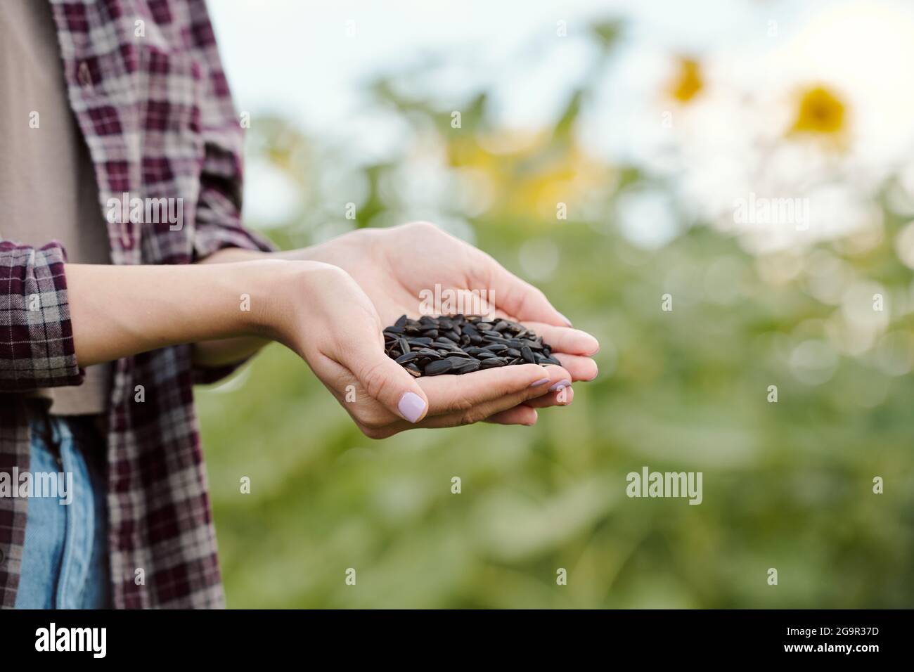 Bruna matura femmina in beanie e casualwear prendendo girasole fresco semi da mano di giovane bionda donna in camicia in ambiente rurale Foto Stock