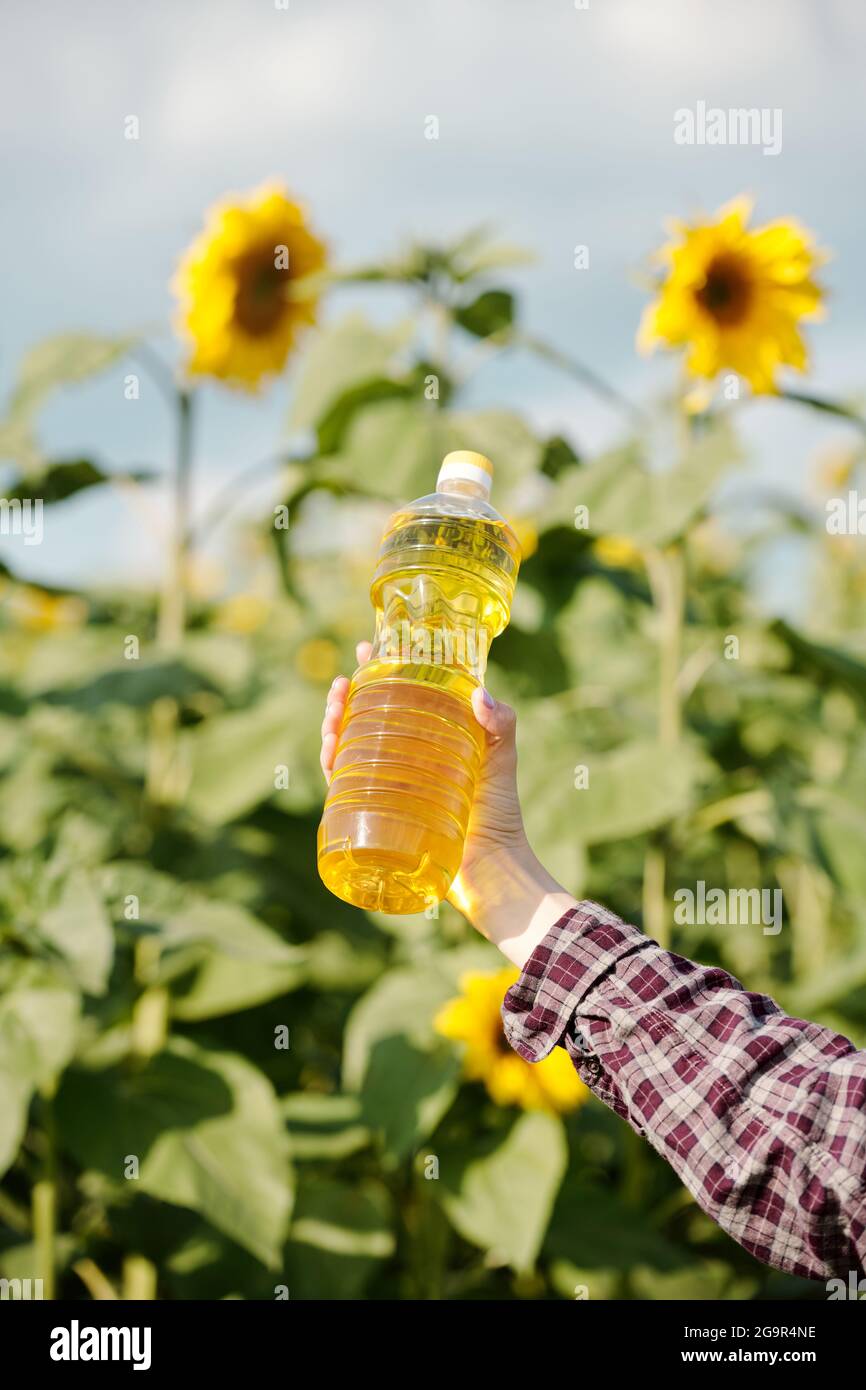 Mano di giovane agricoltore contemporaneo femmina che tiene bottiglia di plastica con olio di girasole fresco contro piante verdi con grandi fiori gialli Foto Stock