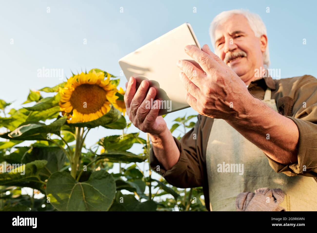 Agricoltore maschile senior contemporaneo in grembiule e camicia che prende appunti in documento mentre in piedi tra girasoli maturi di fronte fotocamera Foto Stock