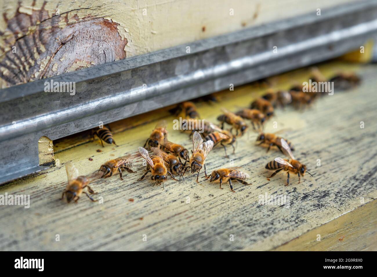 Le api da miele che entrano nell'alveare. API all'ingresso dell'alveare da vicino. Apiario domestico, messa a fuoco selettiva Foto Stock
