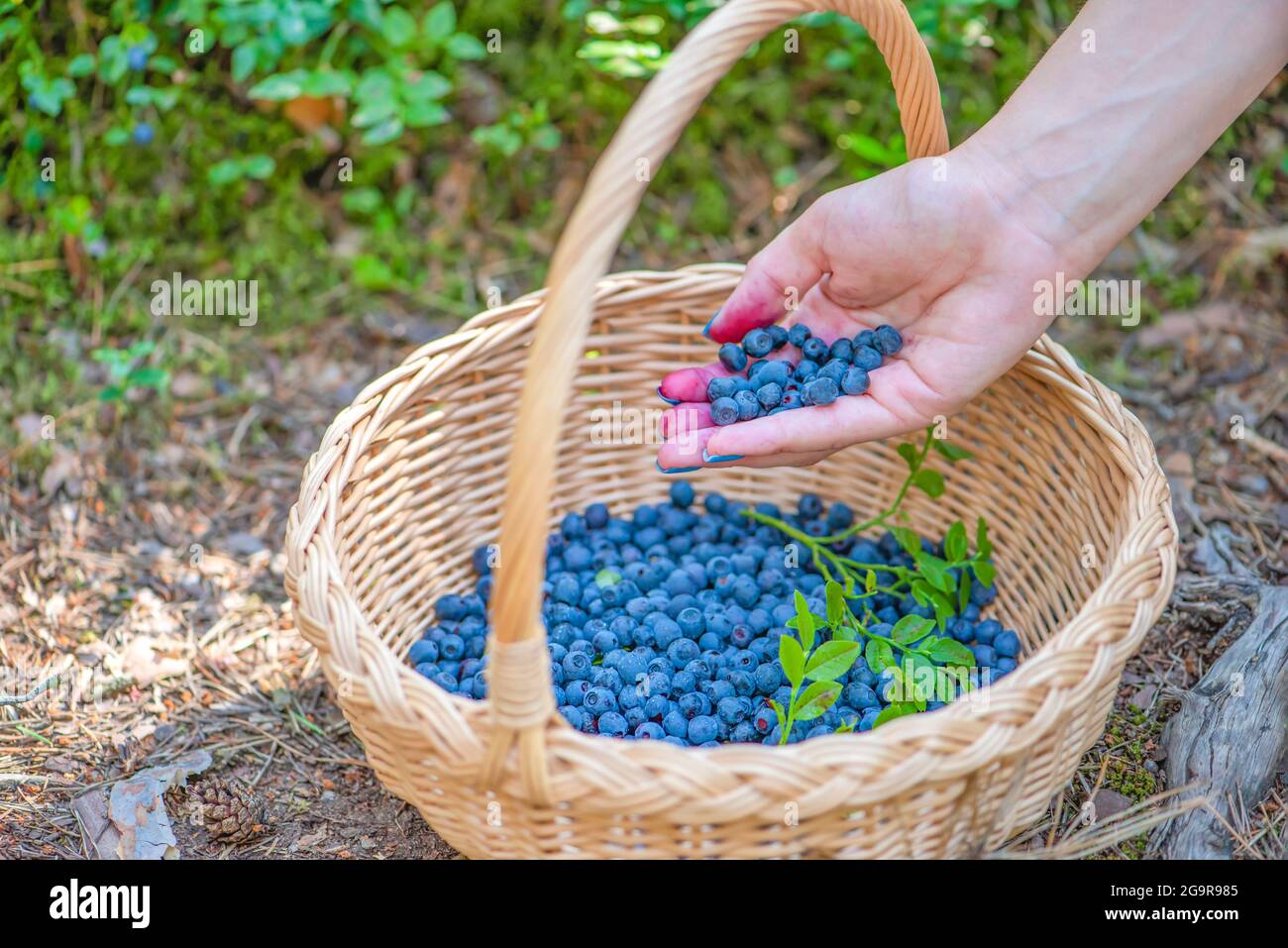 Stagione Berry. I mirtilli maturi in un cestino. Il processo di individuazione e raccolta dei mirtilli nella foresta durante il periodo di maturazione. Versamenti a mano Foto Stock