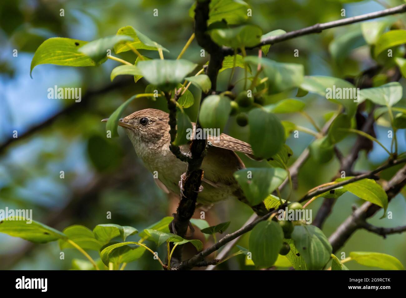 House Wren, Troglodytes aedon, nel Grand River Community Park vicino Lansing, Michigan, USA Foto Stock