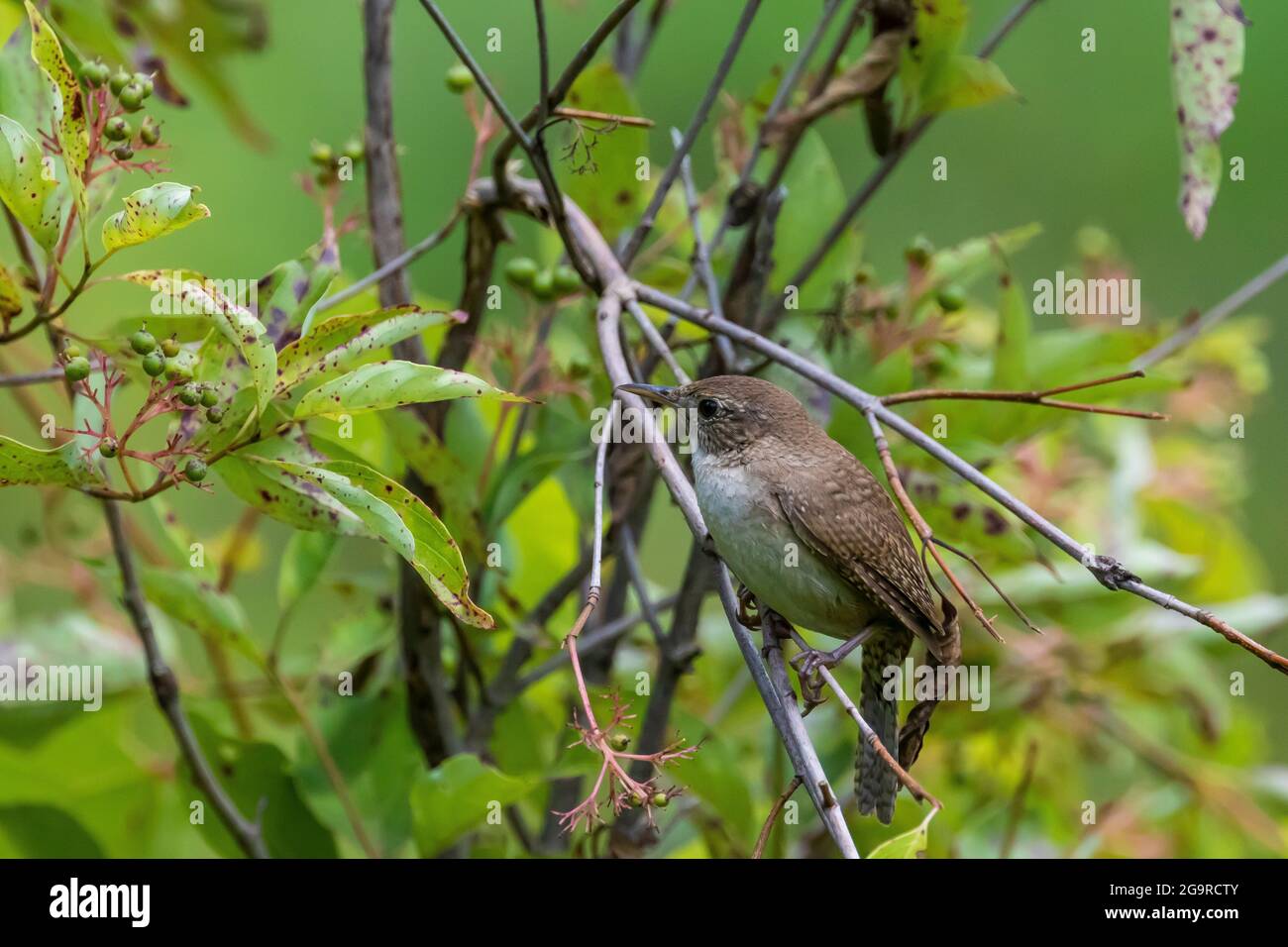 House Wren, Troglodytes aedon, nel Grand River Community Park vicino Lansing, Michigan, USA Foto Stock