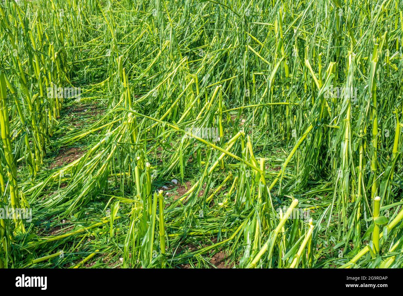 Hagelschaden und Starkregen zerstört Landwirtschaft in Bayern nördlich von Murnau Foto Stock