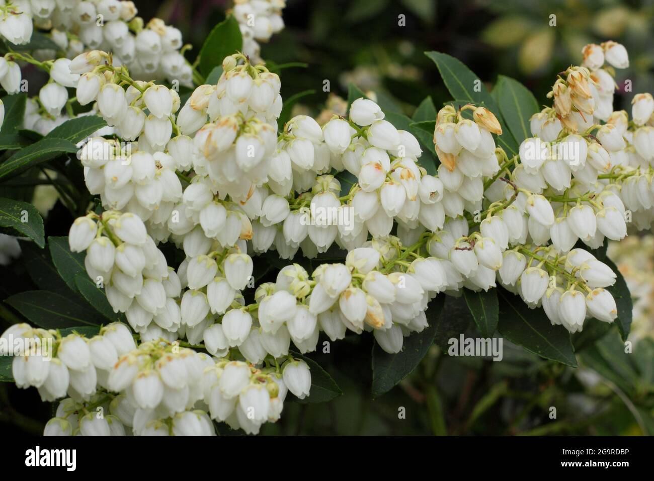 Arbusto nano Pieris japonica 'debutante' che mostra le caratteristiche panicles di fiori cremosi in primavera. REGNO UNITO Foto Stock