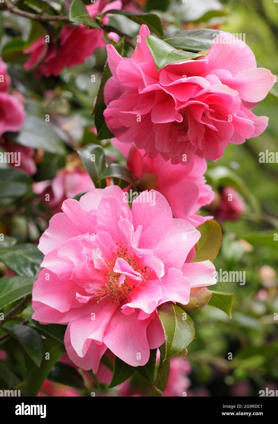 Camellia x williamsii 'anticipazione' che mostra caratteristici doppi fiori rosa in primavera. REGNO UNITO Foto Stock