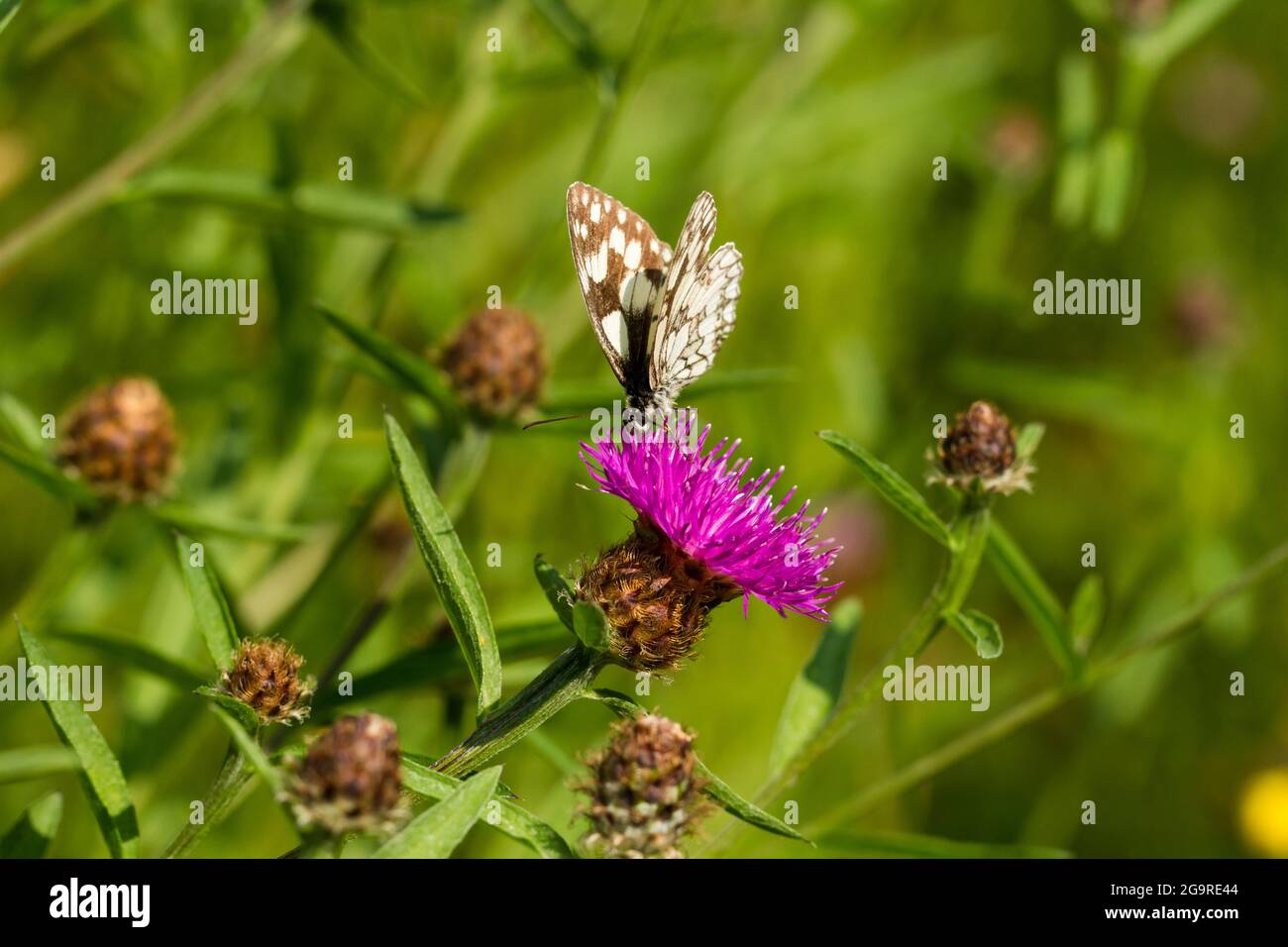 Farfalla bianca marmorizzata, Melanargia galatea su un fiore Thistle, Regno Unito Foto Stock