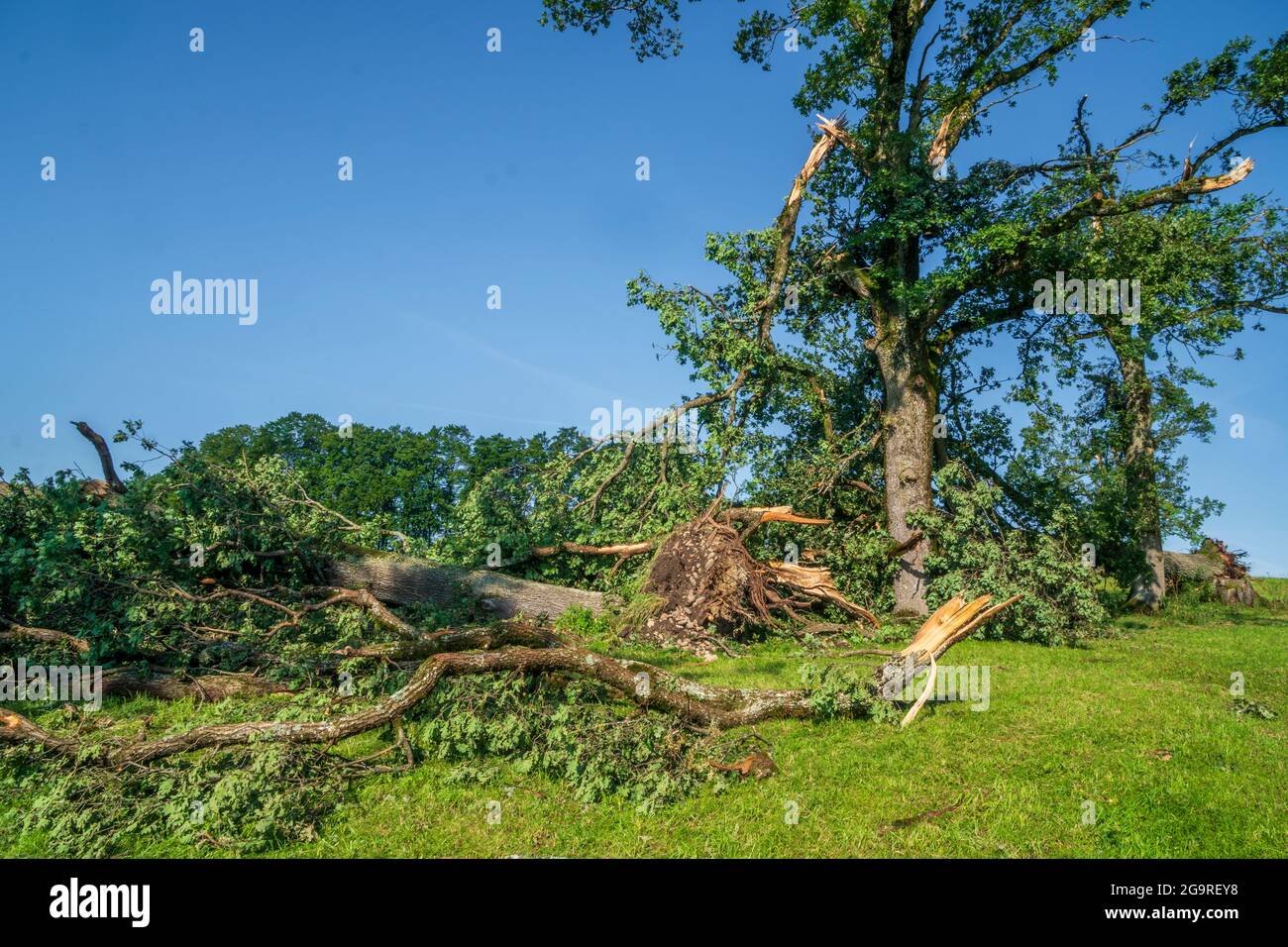Hagelschaden und zerstört Landwirtschaft in Bayern nördlich von Murnau, abgebrochene und entwurzelte Bäume Foto Stock
