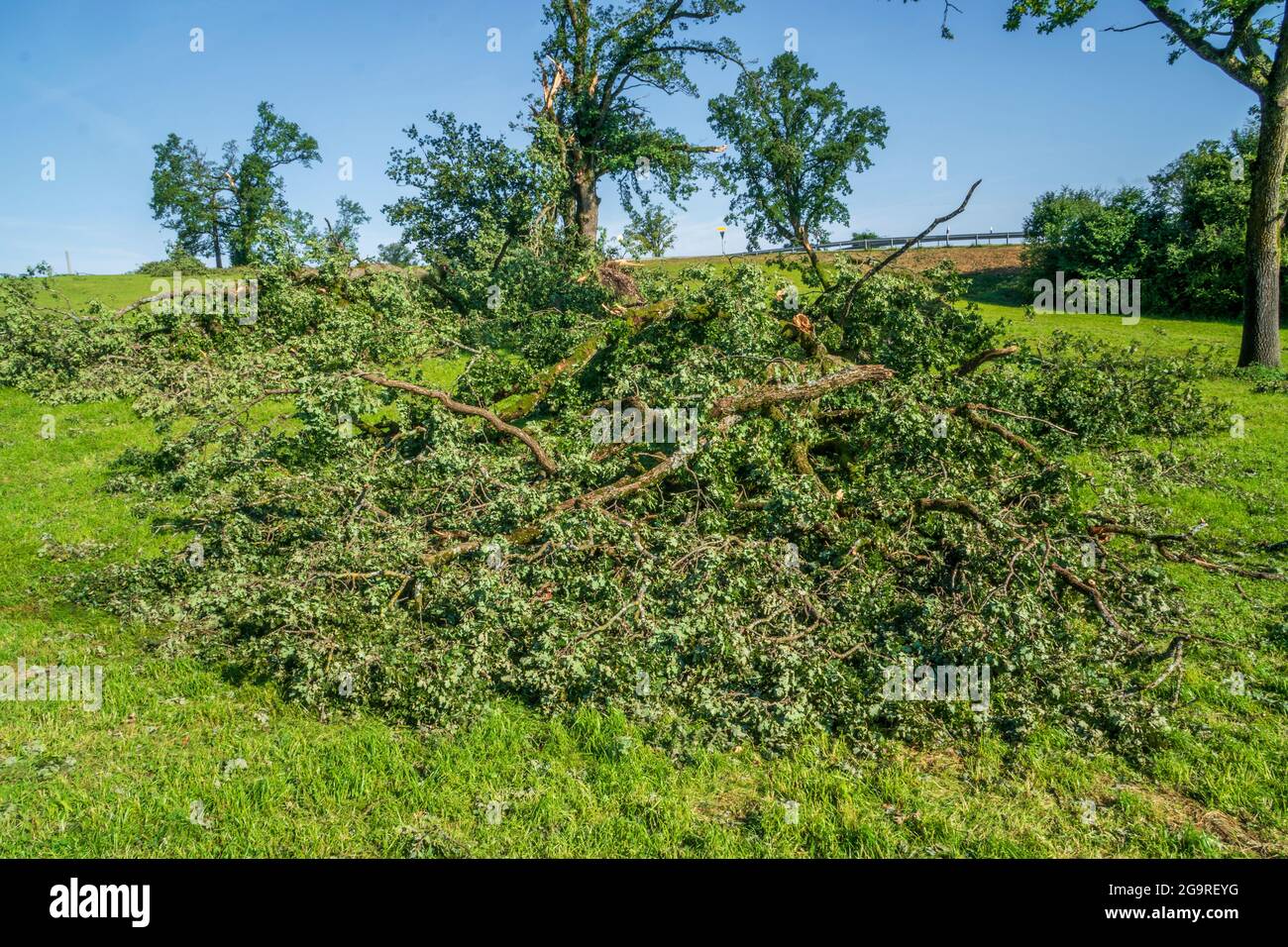 Hagelschaden und zerstört Landwirtschaft in Bayern nördlich von Murnau, abgebrochene und entwurzelte Bäume Foto Stock