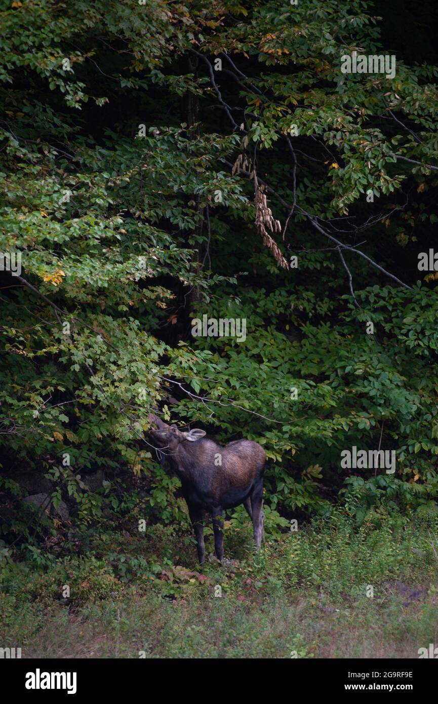 Moose che mangia fogliame, Great North Woods, New Hampshire, USA Foto Stock