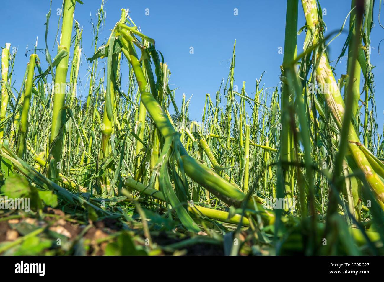 Hagelschaden und Starkregen zerstört Landwirtschaft in Bayern nördlich von Murnau Foto Stock