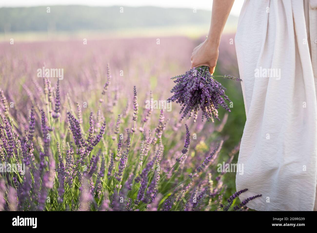 Bouquet viola di fiori freschi di lavanda in mano su campo fiorito. Calma e concetto di consapevolezza. Godere di bellezza e profumo di natura in estate. Foto Stock