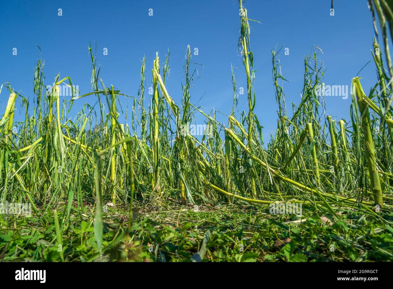 Hagelschaden und Starkregen zerstört Landwirtschaft in Bayern nördlich von Murnau Foto Stock