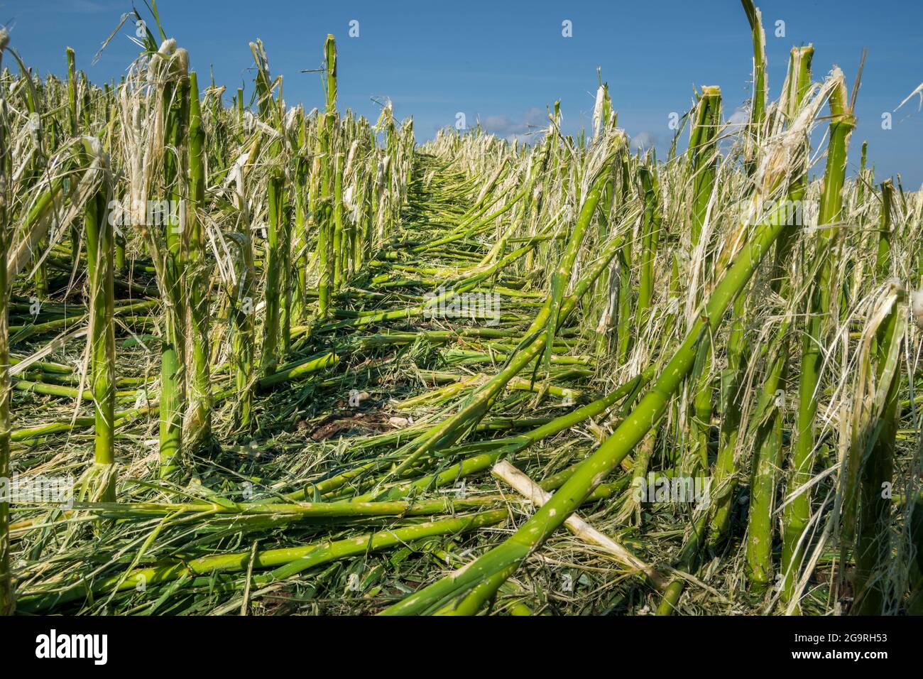 Hagelschaden und Starkregen zerstört Landwirtschaft in Bayern nördlich von Murnau Foto Stock