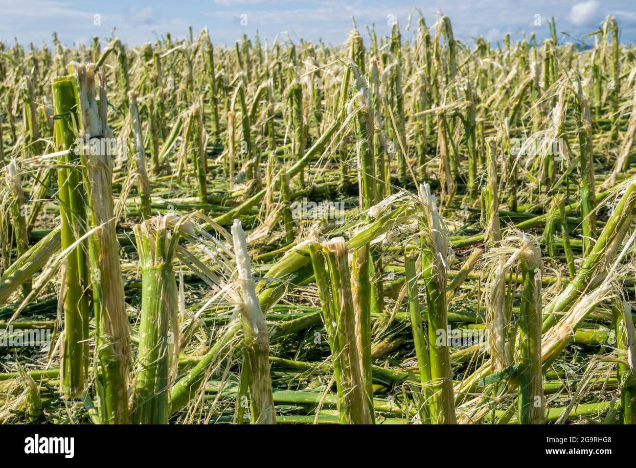 Hagelschaden und Starkregen zerstört Landwirtschaft in Bayern nördlich von Murnau Foto Stock