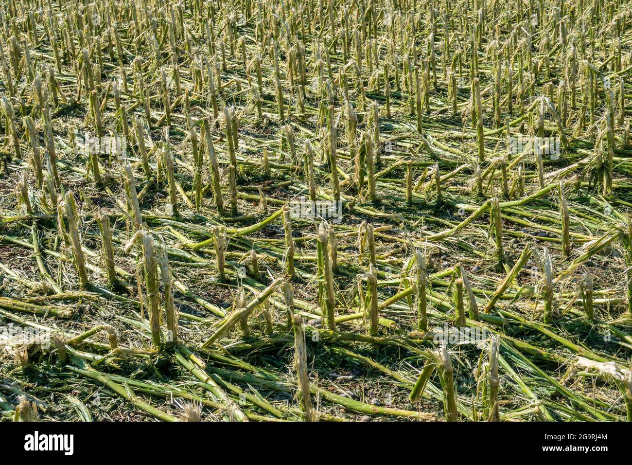 Hagelschaden und Starkregen zerstört Landwirtschaft in Bayern nördlich von Murnau Foto Stock